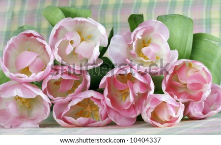 beautiful pink and white tulips laying on tablecloth