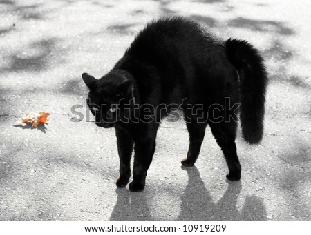 black cat with haunches up