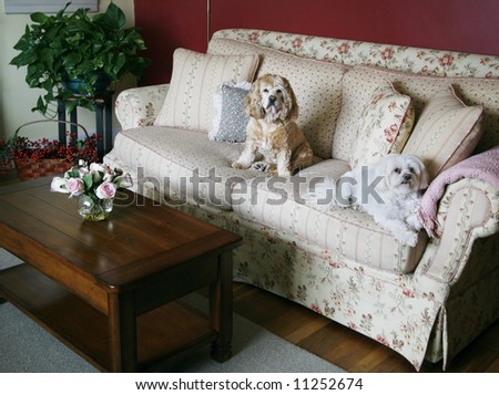 cozy living room with dogs sitting on couch