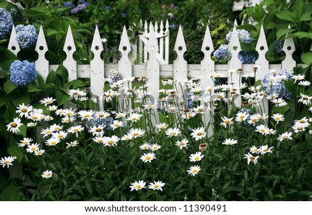 beautiful garden with daisies, hydrangeas and white picket fence