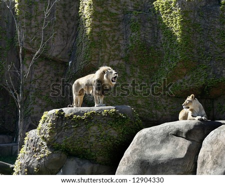 female and male lions on rocks