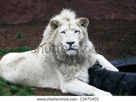 handsome white lion with paw inside tire