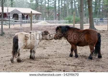 two miniature ponies nose-to-nose