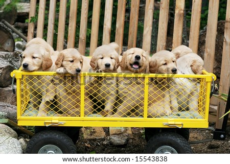 golden retriever puppies in the snow. golden retriever puppies