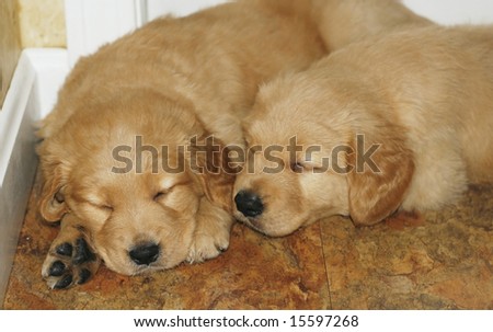 pictures of puppies sleeping. stock photo : two golden retriever puppies sleeping