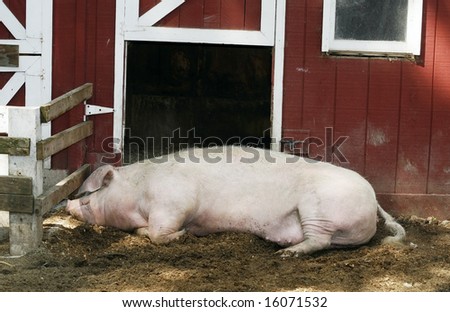 large sleeping pig