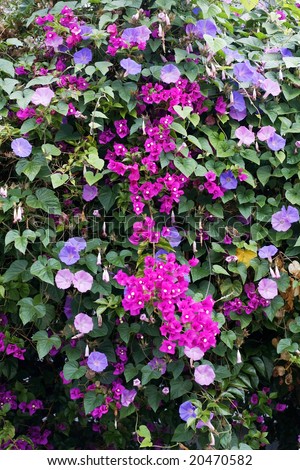 hot pink bougainvillea mixed with purple morning glory vine