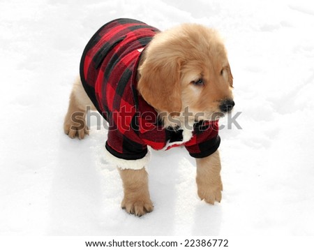 golden retriever puppies for sale in trinidad. golden retriever puppies for