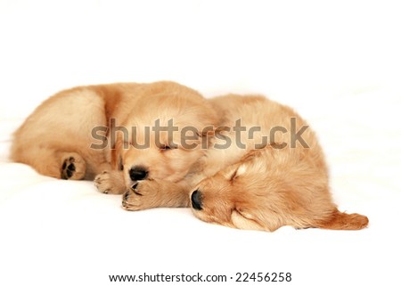 cute golden retriever puppies sleeping. golden retriever puppies