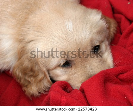 adorable golden retriever puppy snuggled in red blanket