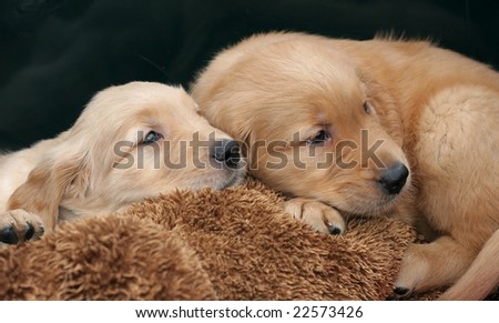 golden retriever pup. hair Golden Retriever Puppies