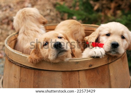 four golden retriever puppies in barrel