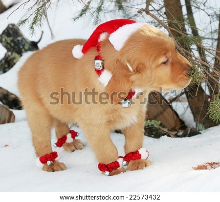 adorable golden retriever puppy with santa hat and ankle warmers smelling tree limb in snow