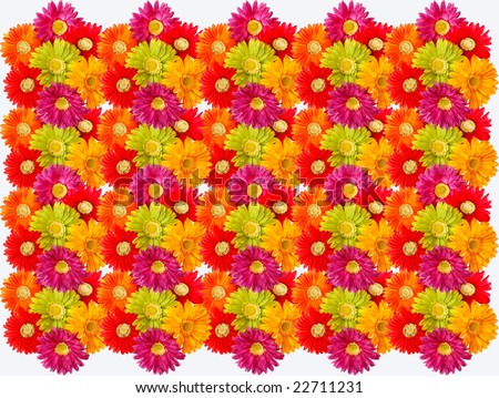 Colorful+daisies+wallpaper