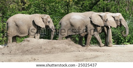 three african elephants