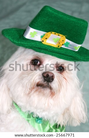 maltese dog dressed for st patricks day