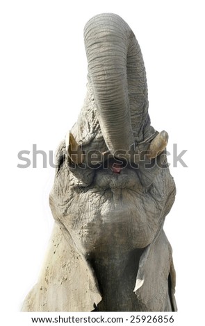 Elephant Open Mouth