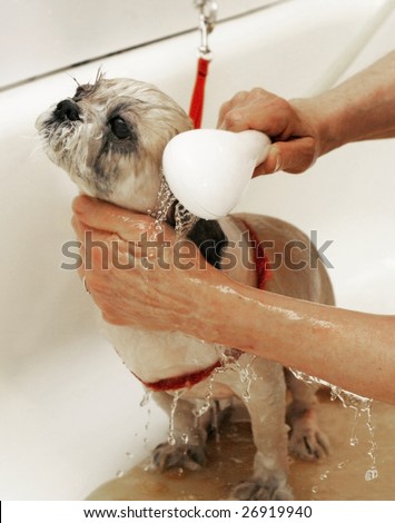 Dogs Getting Baths
