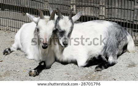 two goats sleeping with heads next to each other