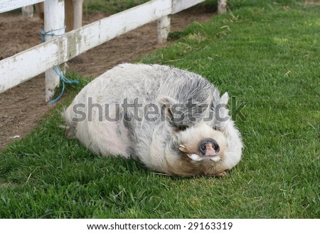 stock-photo-pot-belly-pig-29163319.jpg