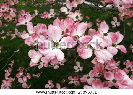 Dogwood+tree+flower+pictures