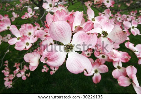 Dogwood+tree+flower+pictures