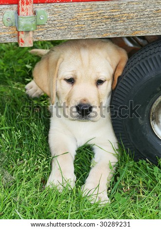 Yellow  Puppies on Stock Photo   Adorable Yellow Labrador Puppy Sitting Under Cart Next