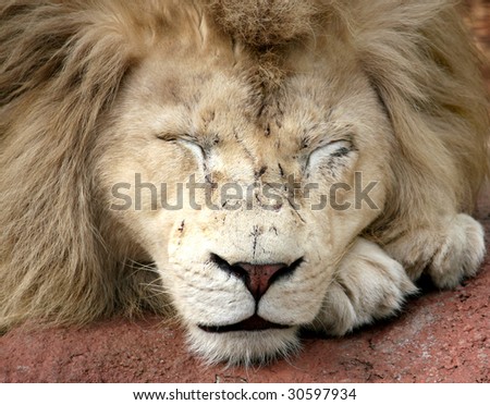close up of male white lion sleeping