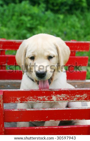 adorable yellow lab puppy in red cart
