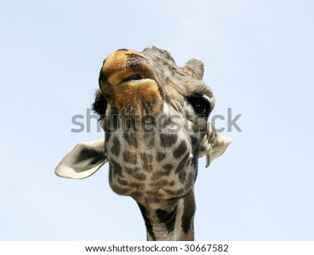 giraffe head with funny mouth