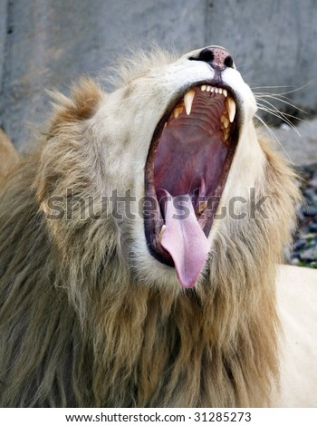 white male lion with mouth wide open