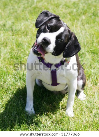 (boston terrier and beagle