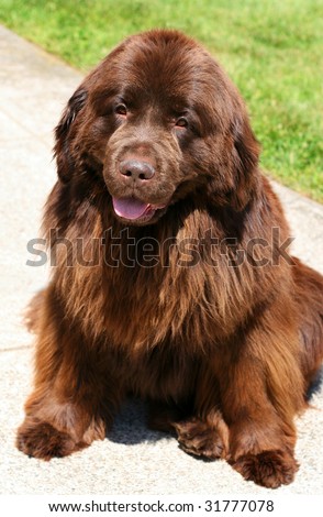 Newfoundland+puppies+wisconsin