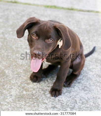 Chocolate  Puppies on Chocolate Lab Puppy Stock Photo 31777084   Shutterstock