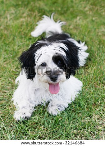 adorable havanese