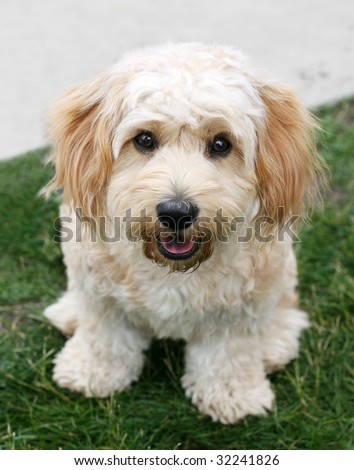 Cavachon Puppies on Adorable Cavachon Puppy Stock Photo 32241826   Shutterstock