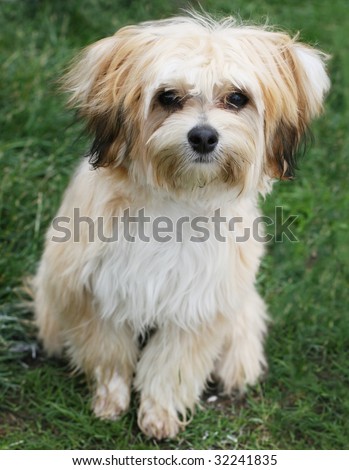 Mixed Terrier Breeds on Maltese Yorkshire Terrier Mix Puppy Stock Photo 32241835