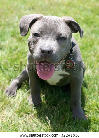 cute pitbull puppies pictures. stock photo : pitbull puppy