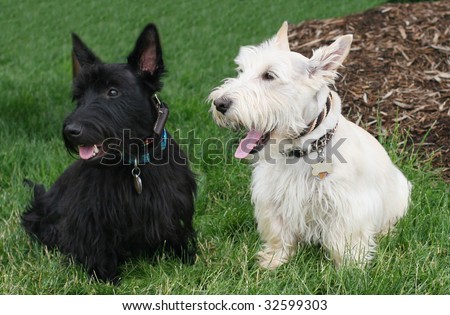 Scottish Terrier Puppies on Adorable Black And White Scottish Terrier Dogs Stock Photo 32599303