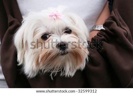 adorable maltese dog inside carrier