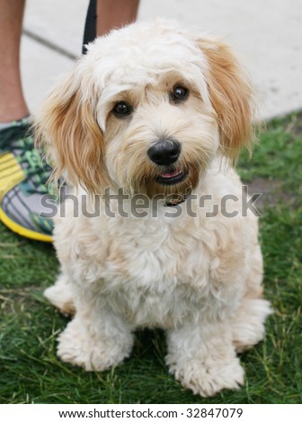 Cavachon Puppies on Cavachon Puppy Cavachon Puppy Sitting In A Find Similar Images