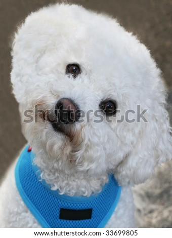 adorable bichon frise with head cocked