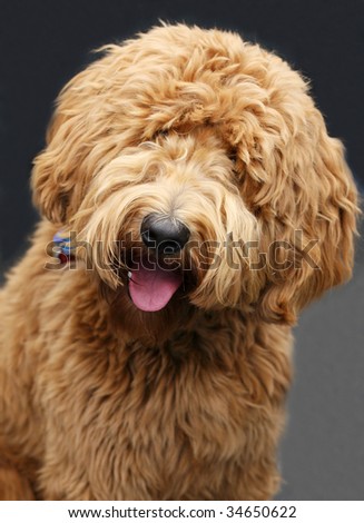 adorable golden doodle dog