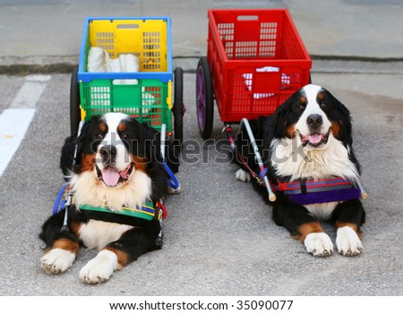 two bernese mountain dogs with carts