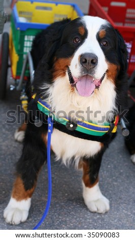 bernese mountain dog with cart