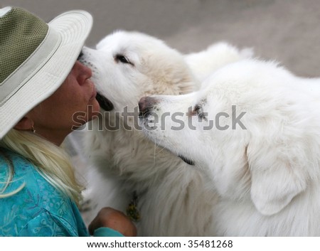 two great pyrenees dogs kissing woman