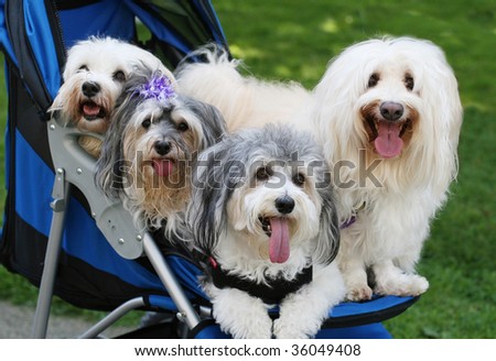 four adorable havanese dogs in stroller