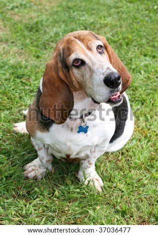 basset hound with head cocked