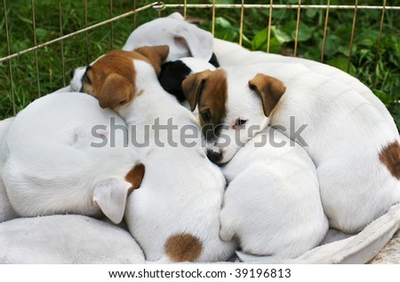 pictures of puppies sleeping. terrier puppies sleeping