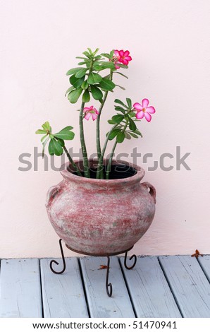 desert rose plant in clay pot on stand